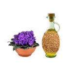 روغن بنفشه کنجدی 30 cc