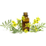 روغن کاکوتی