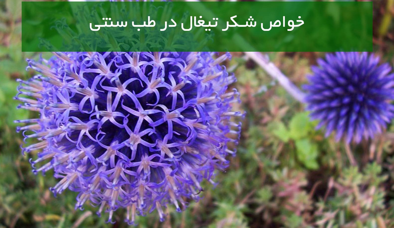 نحوه مصرف شکر تیغال بایگانی نی نی سایت