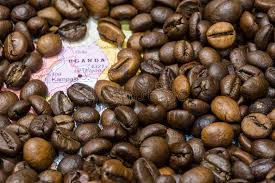 قهوه اوگاندا تازه برشت ملایم