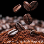 قهوه عربیکا اوگاندا تازه برشت ملایم