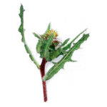 خار مقدس 100 گرمی