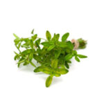 گیاه مرزنجوش