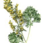 گیاه افسنطین