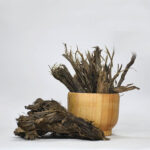 ریشه گیاه بابا آدم