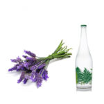 عرق اسطوخودوس