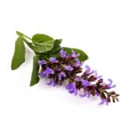 مریم گلی خشک