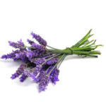 گیاه اسطوخودوس