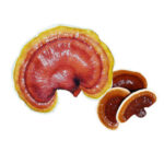 قارچ گانودرما