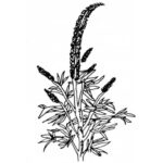 اسپرک 50 گرمی