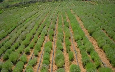 آمار صادرات گیاهان دارویی ایران