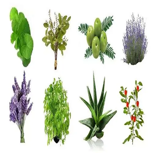 بهترین گیاهان دارویی برای تقویت سیستم ایمنی بدن